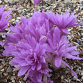Buy Colchicum 'Waterlily' Bulbs online UK