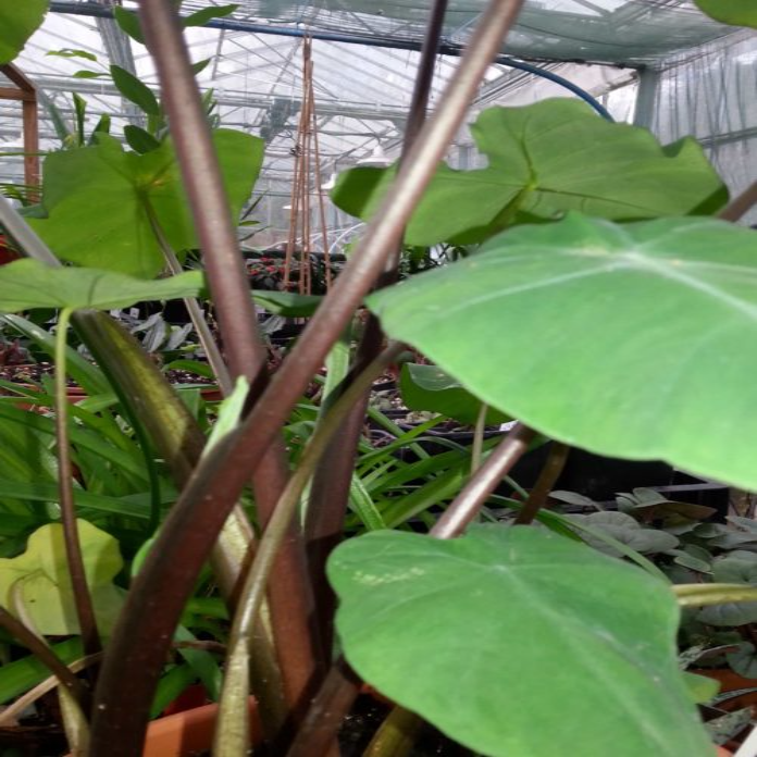 Buy Colocasia 'Burgundy Stem' Bulbs online UK