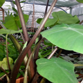 Buy Colocasia 'Burgundy Stem' Bulbs online UK