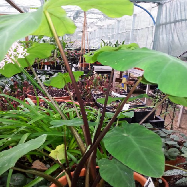 Buy Colocasia 'Burgundy Stem' Bulbs online UK