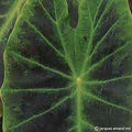 Buy Colocasia 'Emerald' Bulbs online UK