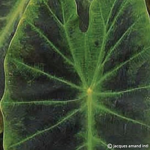 Buy Colocasia 'Emerald' Bulbs online UK
