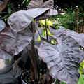 Buy Colocasia esculenta 'Black Coral' Bulbs online UK