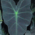 Buy Colocasia esculenta 'Black Magic' Bulbs online UK