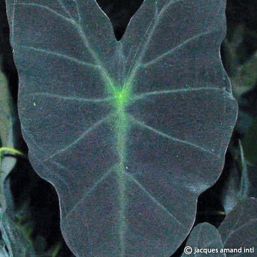 Buy Colocasia esculenta 'Black Magic' Bulbs online UK
