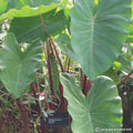Buy Colocasia esculenta (Taro) Bulbs online UK
