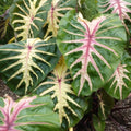 Buy Colocasia esculenta 'Waikiki' Bulbs online UK