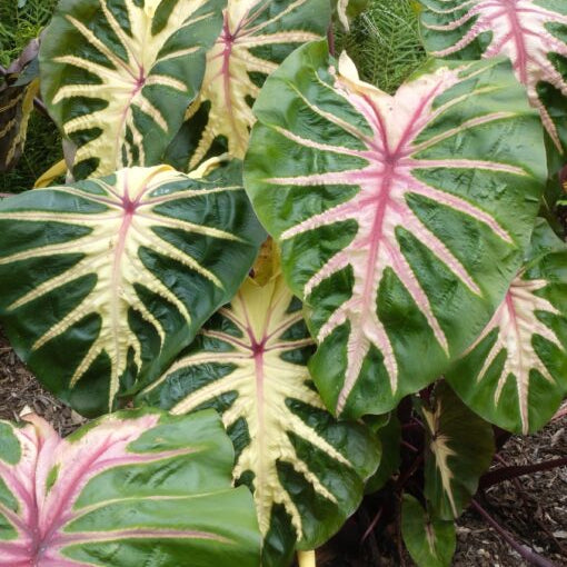 Buy Colocasia esculenta 'Waikiki' Bulbs online UK