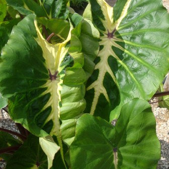 Buy Colocasia esculenta 'White Lava' Bulbs online UK