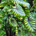 Buy Colocasia 'Pharoah's Mask' Bulbs online UK