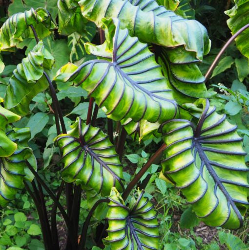 Buy Colocasia 'Pharoah's Mask' Bulbs online UK