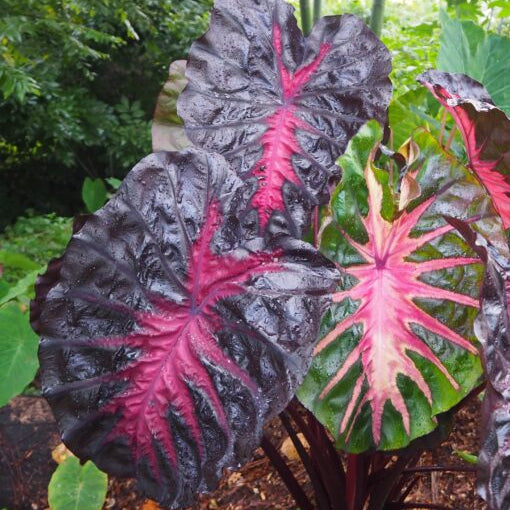 Buy Colocasia 'Redemption' Bulbs online UK