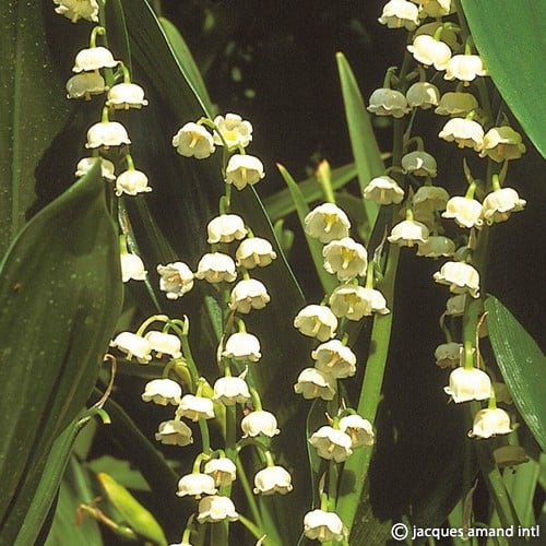 Buy Convallaria majalis (Lily of the Valley) Bulbs online UK