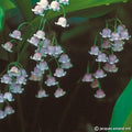 Buy Convallaria majalis var rosea (Rosy Lily of the Valley) Bulbs online UK