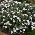 Buy Convolvulus cneorum (Silverbush) online UK