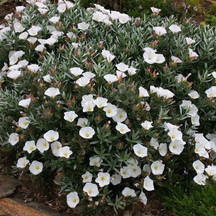Buy Convolvulus cneorum (Silverbush) online UK