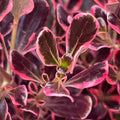 Buy Coprosma repens 'Eclipse' online UK
