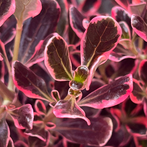 Buy Coprosma repens 'Eclipse' online UK