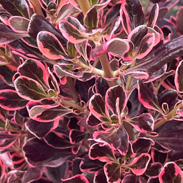 Buy Coprosma repens 'Eclipse' online UK