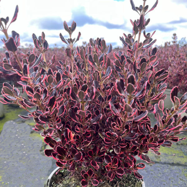 Buy Coprosma repens 'Eclipse' online UK