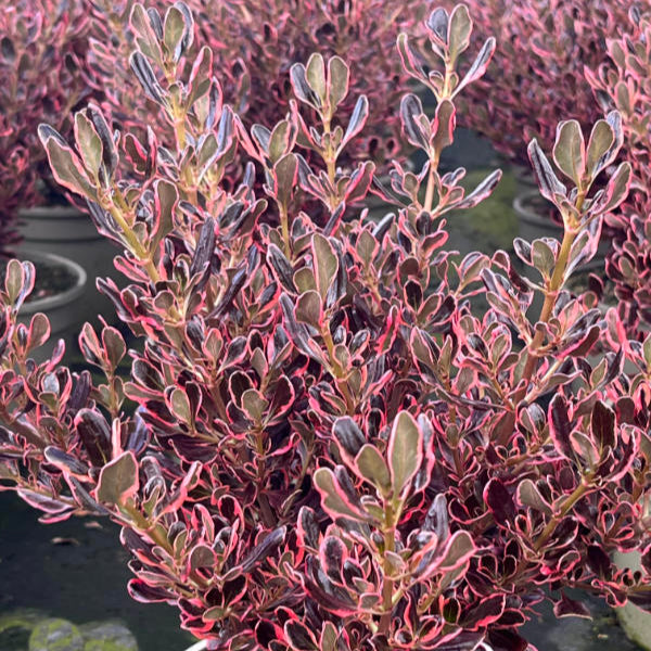 Buy Coprosma repens 'Eclipse' online UK