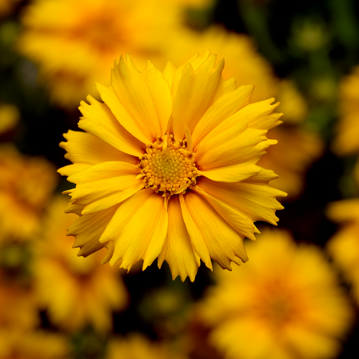 Buy Coreopsis 'Corey Single Gold' online UK