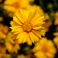 Buy Coreopsis 'Corey Single Gold' online UK