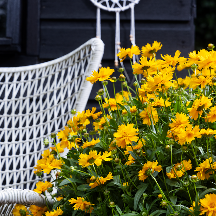 Buy Coreopsis 'Corey Single Gold' online UK