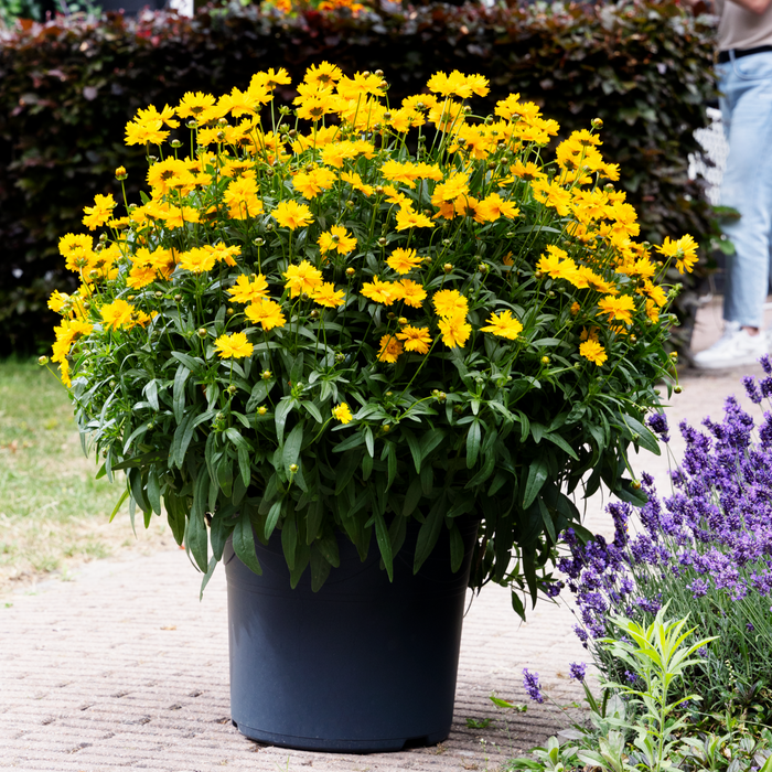 Buy Coreopsis 'Corey Single Gold' online UK