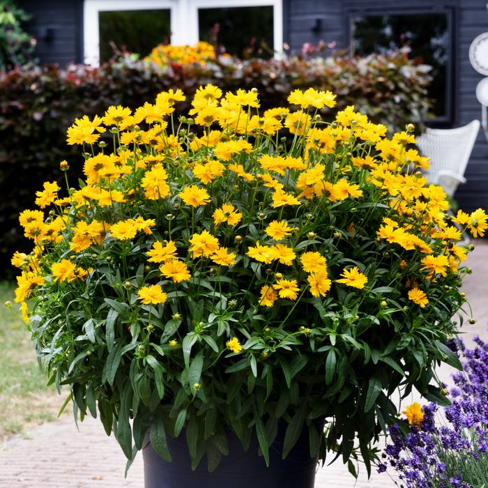 Buy Coreopsis 'Corey Single Gold' online UK