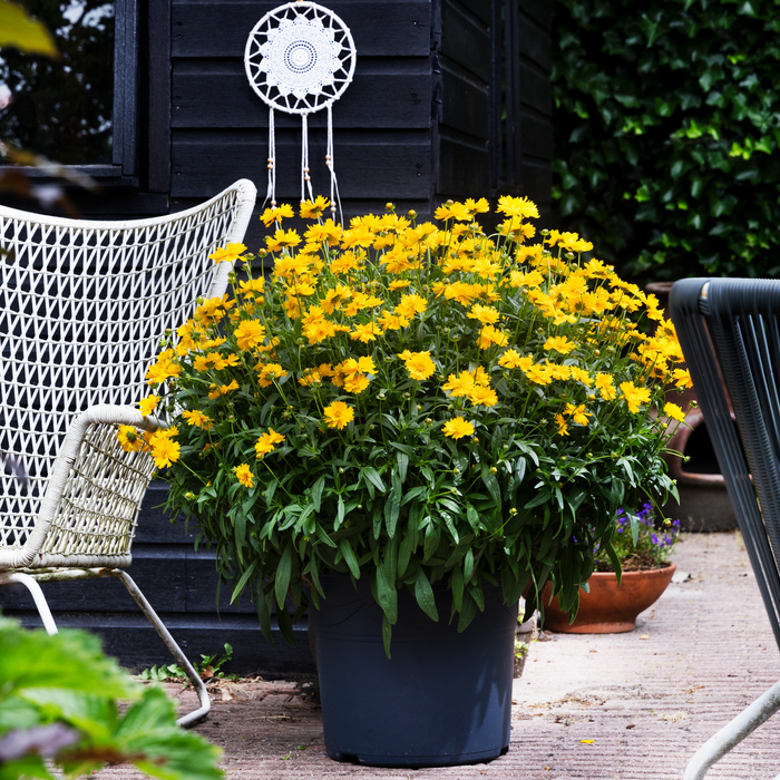 Buy Coreopsis 'Corey Single Gold' online UK