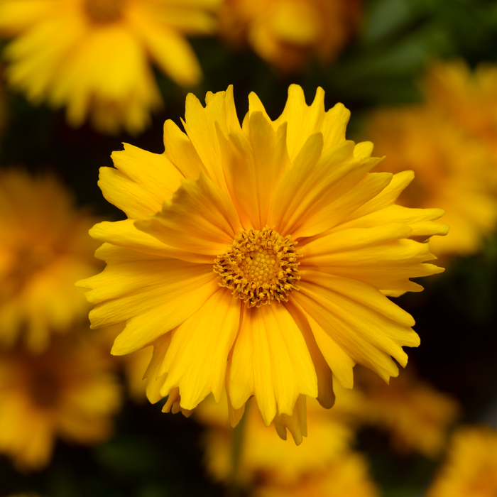 Buy Coreopsis 'Corey Single Gold' online UK