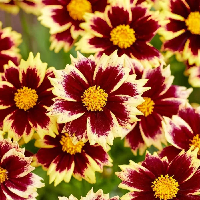 Buy Coreopsis grandiflora 'Solar Fancy' online UK