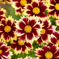Buy Coreopsis grandiflora 'Solar Fancy' online UK