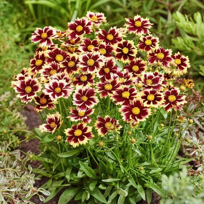 Buy Coreopsis grandiflora 'Solar Fancy' online UK