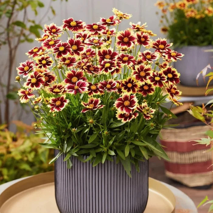 Buy Coreopsis grandiflora 'Solar Fancy' online UK