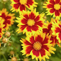 Buy Coreopsis grandiflora 'Solar Jewel' online UK