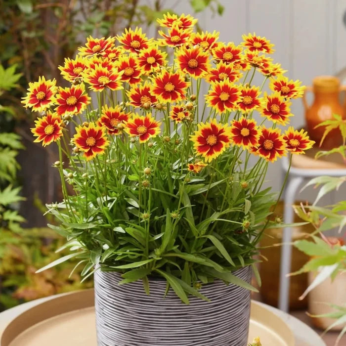 Buy Coreopsis grandiflora 'Solar Jewel' online UK
