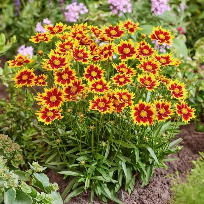 Buy Coreopsis grandiflora 'Solar Jewel' online UK