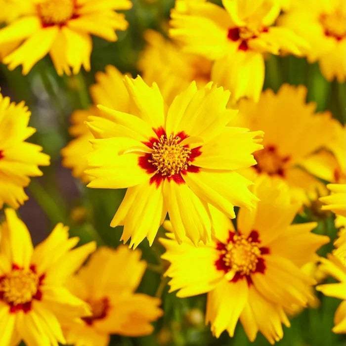 Buy Coreopsis grandiflora 'Solar Mellow' online UK