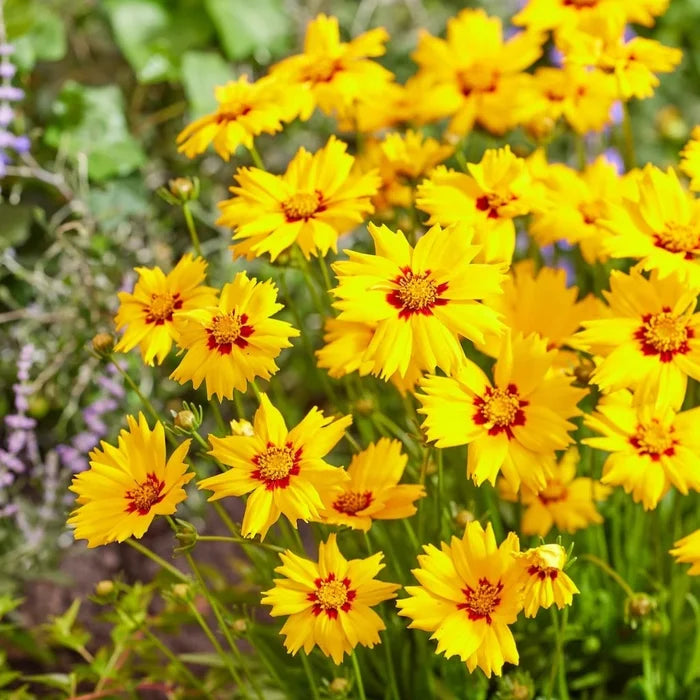 Buy Coreopsis grandiflora 'Solar Mellow' online UK