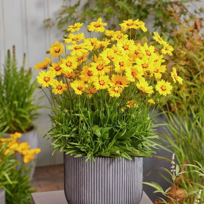 Buy Coreopsis grandiflora 'Solar Mellow' online UK