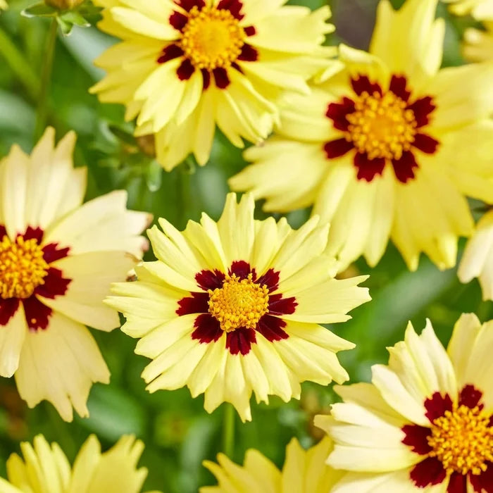 Buy Coreopsis grandiflora 'Solar Moon' online UK