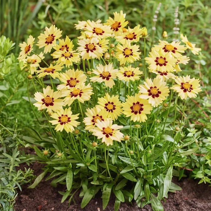 Buy Coreopsis grandiflora 'Solar Moon' online UK