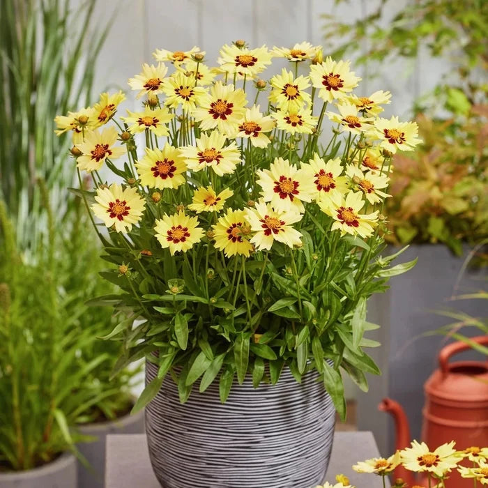 Buy Coreopsis grandiflora 'Solar Moon' online UK