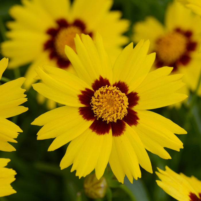 Buy Coreopsis grandiflora 'SunKiss' online UK