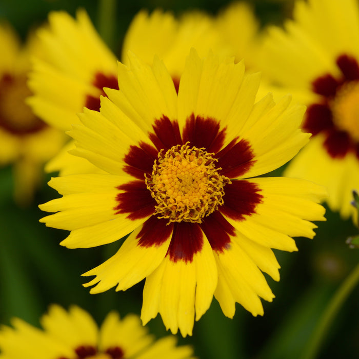 Buy Coreopsis grandiflora 'SunKiss' online UK