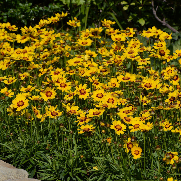 Buy Coreopsis grandiflora 'SunKiss' online UK