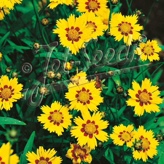 Coreopsis 'Sterntaler'