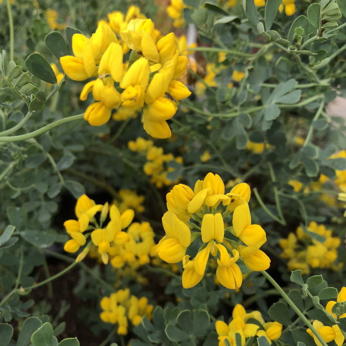 Buy Coronilla 'Glauca Citrina' online UK
